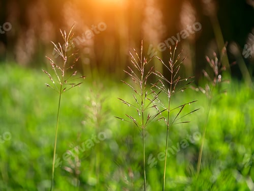 Preview: Close Up Of Gold Beard Grass On Blur Background. (Chrysopogon Aciculatus)