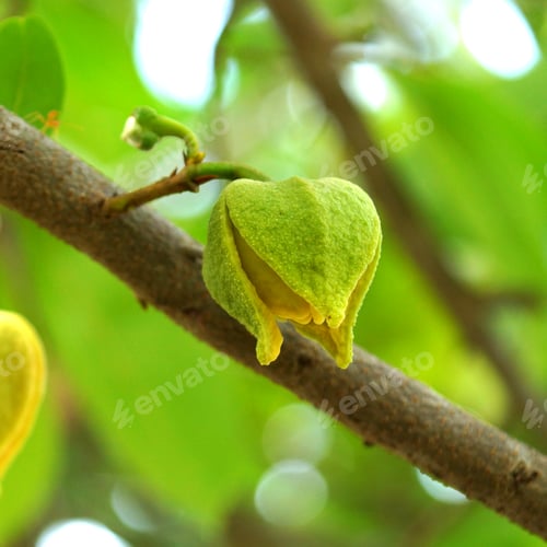 Preview: Flower Of Soursop Or Prickly Custard Apple Or Durian Belanda Or Guanabanas. (Treatment Of Cancer.)