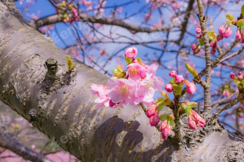 Preview: Beautiful Cherry Blossoms In Kawazu Town