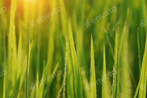 Preview: Rice Plant In Field With Rainfall. Un-Focus Image.