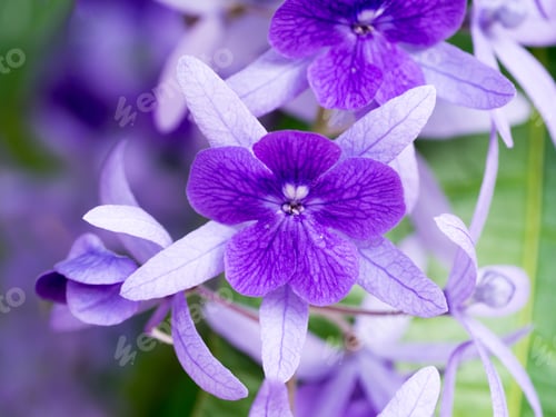 Preview: Petrea Flowers On The Tree.
