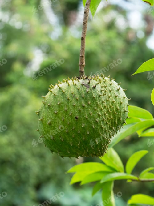 Preview: Soursop, Prickly Custard Apple. (Annona Muricata L.) Treatment Of Cancer.