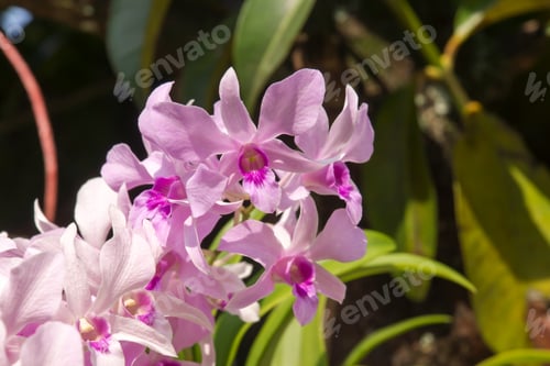 Preview: Beautiful Orchid Flower.
