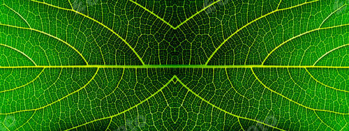 Preview: Texture Of Green Leaves Background.