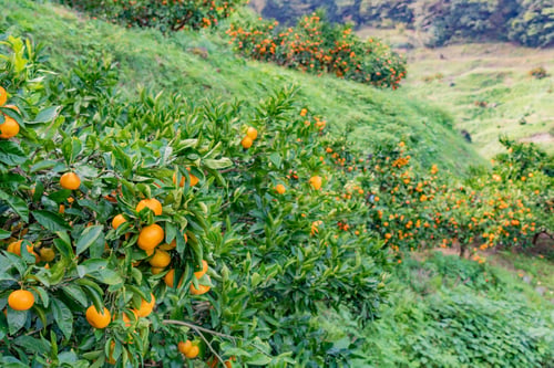 Preview: Mandarin Orange Plantation