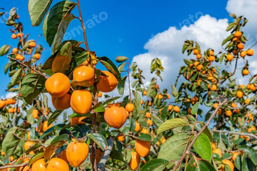 Preview: Autumn Persimmon Farm