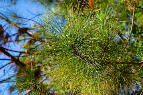 Preview: Pinus Kesiya Pine Tree.