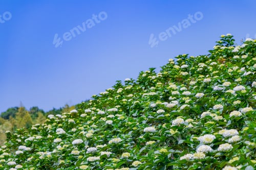 Preview: Hydrangea Field On One Side
