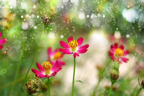 Preview: Beautiful Mini Cosmos Flowers In The Garden.