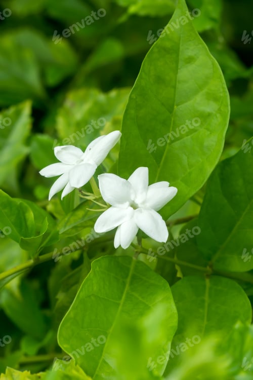 Preview: White Of Jasmine Flower.