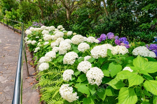 Preview: Hydrangea In Shimoda Park, Shimoda City, Shizuoka Prefecture