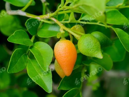 Preview: Fruit Of Orange Jessamine, Satin Wood, Murraya Exotica Tree.