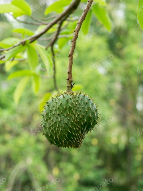 Preview: Soursop, Prickly Custard Apple. (Annona Muricata L.) Treatment Of Cancer.