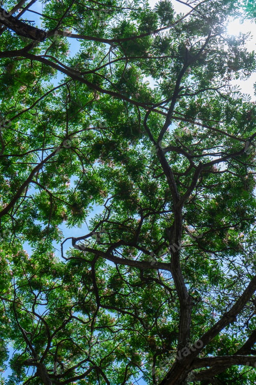 Preview: Under Rain Tree Or East Indian Walnut Background. (Scientific Name Samanea Saman).