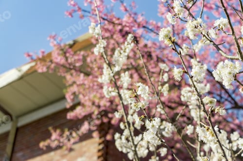Preview: Beautiful Scenery With Kawazu Cherry Tree And White Plum