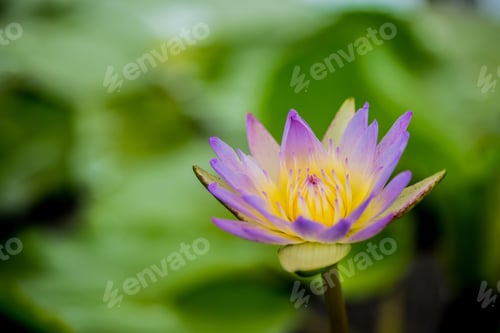 Preview: Blooming Lotus Flower In The Botanical Garden