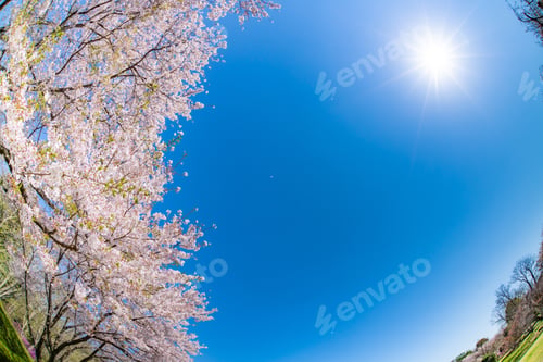Preview: Cherry Blossoms At Iwamotoyama Park In Fuji City, Shizuoka Prefecture