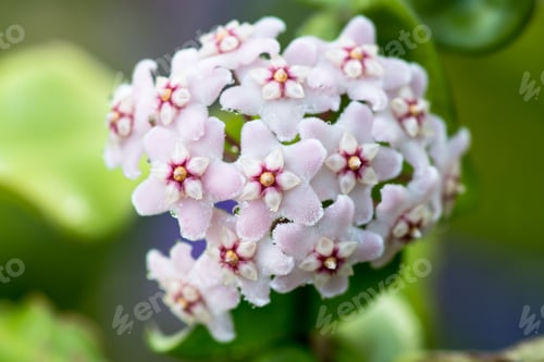 Preview: Beautiful Hoya Carnosa Flowers