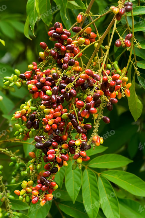 Preview: Herb Fruit Of Lepisanthes Rubiginosa Tree.