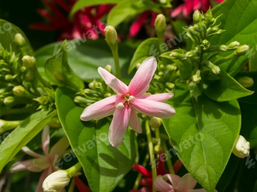 Preview: Close Up Of Chinese Honey Suckle, Rangoon Creeper, Drunken Sailor (Combretum Indicum) Flower.