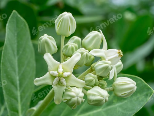 Preview: Close Up Of White Crown Flower Or Calotropis Gigantea.