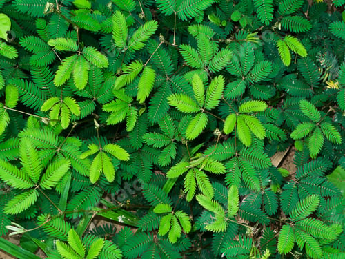 Preview: Sensitive Plant Background. (Mimosa Pudica Plant)