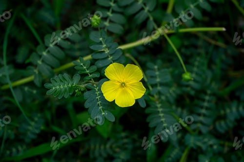 Preview: The Yellow Flower Of Devil'S Thorn (Tribulus Terrestris Plant) With Leaves.