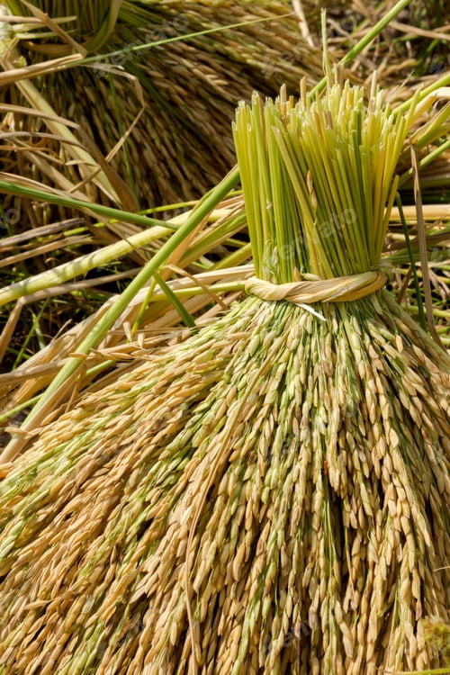Preview: Bouquet Of Rice Plant