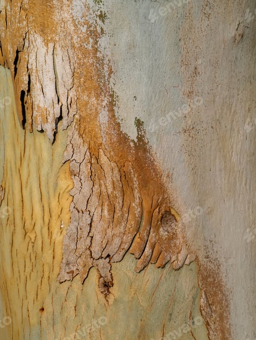 Preview: Close Up Bark Of Eucalyptus Tree. (Scientific Name - Eucalyptus Globulus Labill)