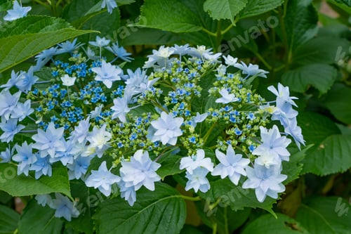 Preview: Beautiful Hydrangea In Early Summer