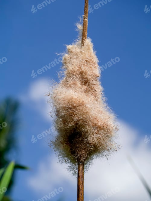 Preview: Macro Of Narrow-Leaved Cattail Or Soft Flag Seeds With Blur Background. (Scientific Name Typha