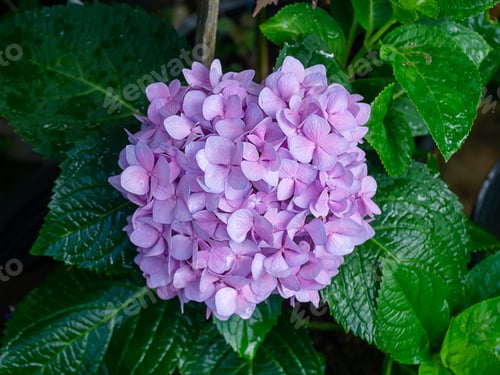 Preview: Close Up Hydrengea Flower.
