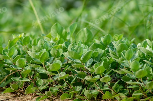 Preview: Close Up Of Vitex Trifolia Plant On The Beach With Blur Green Background.