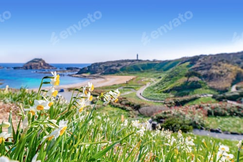 Preview: Wild Narcissus Community And Red Aloe Flowers In Tsumekizaki, Shimoda City, Shizuoka Prefecture