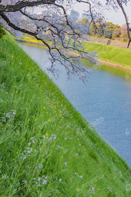 Preview: Cherry Blossoms At Tokyo Chidorigafuchi