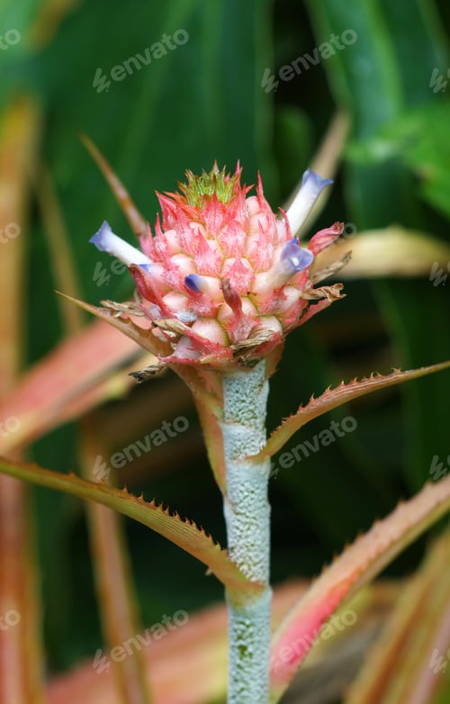 Preview: Close Up Of Pineapple Flowers