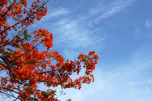 Preview: Spring Flower. The Flame Tree. (Delonix Regia (Boj. Ex Hook.))