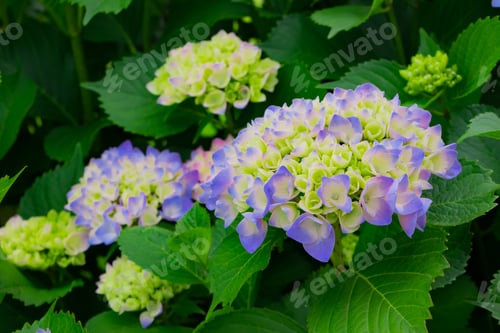 Preview: Hydrangea In Early Summer