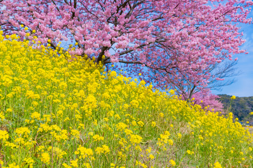 Preview: Kawazu Cherry Blossoms In Minamiizu-Cho, Kamo-Gun, Shizuoka Prefecture