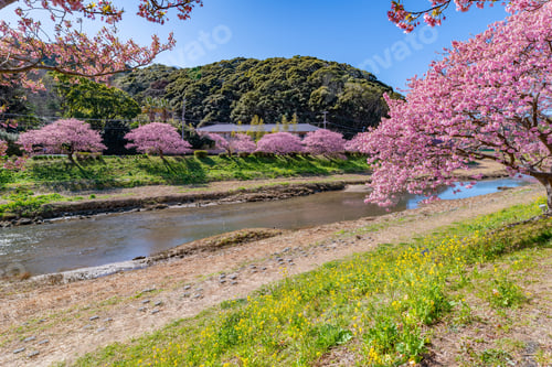 Preview: Kawazu Cherry Blossoms In Minamiizu-Cho, Kamo-Gun, Shizuoka Prefecture