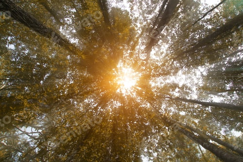 Preview: Nature In Autumn Season With Sunlight And Mist.