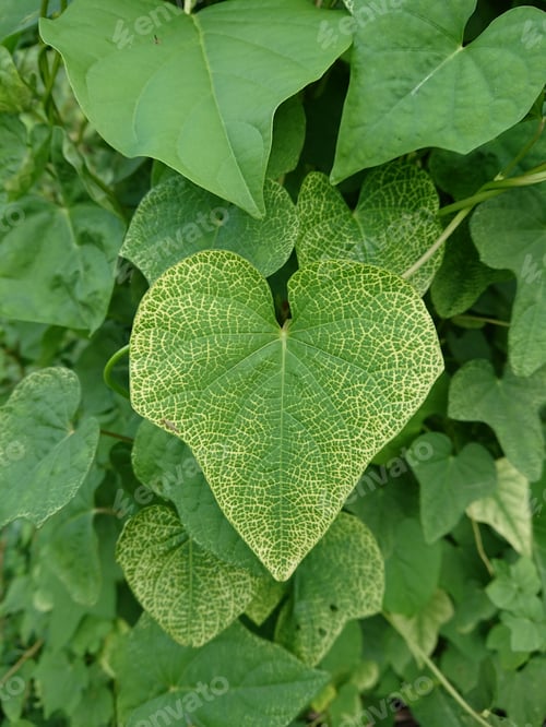 Preview: Green Leaves With Yellow Stripes.
