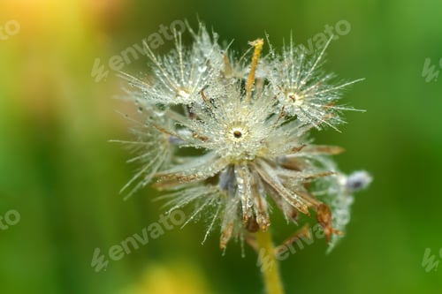 Preview: Close Up Of Grass Flowers And Drop Dew.