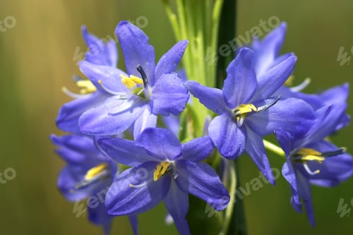 Preview: Light Purple Flowers Of Monochoria Elata Ridl.