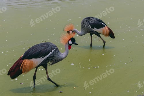 Preview: Flocks Of Natural Birds That Are Looking For Food. In The Summer, The Water In The Streams Begins