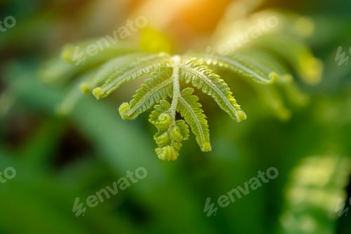 Preview: Macro Of Fern Leaves With Sunlight In The Morning With Blur Background.