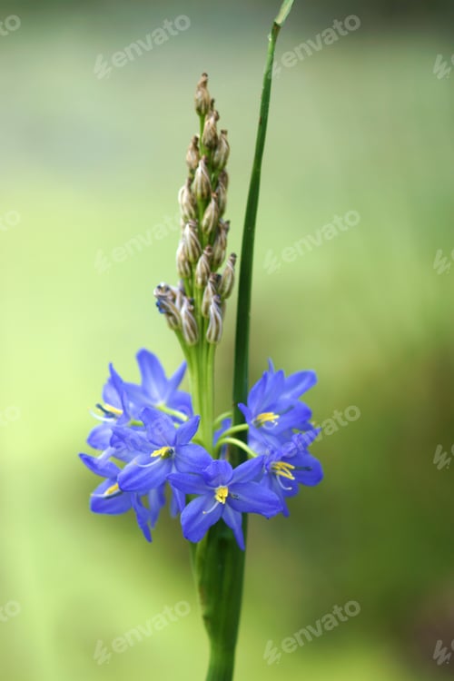 Preview: Light Purple Flowers Of Monochoria Elata Ridl.