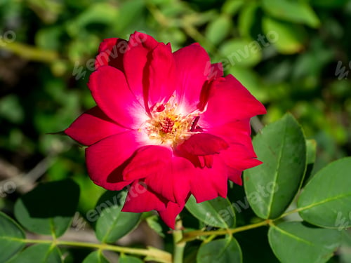 Preview: Red Of Damask Rose Flower. (Rosa Damascena)