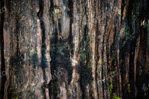 Preview: Detail On Old Wood