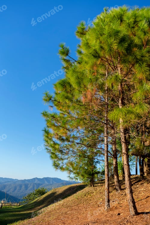 Preview: Pinus Kesiya Pine Tree.